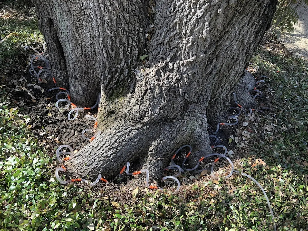 Detailed Tree Cabling and Bracing job site in East Chatham