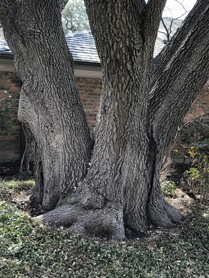 Mature heritage tree close to a East Chatham property cared for by certified arborists